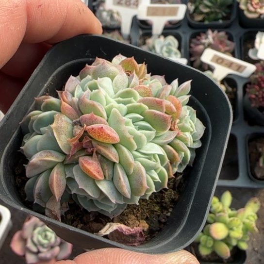 214桑切斯缀多肉植物多