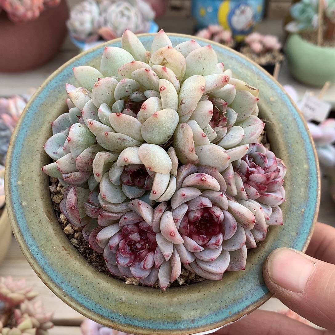 6072天鹅绒群生多肉一颗12厘米