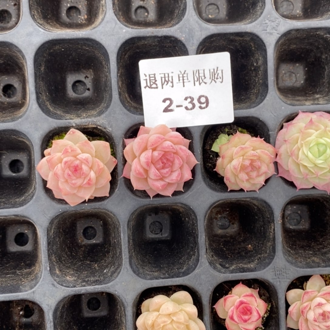 小*怪2-39多肉多肉多肉多肉多肉