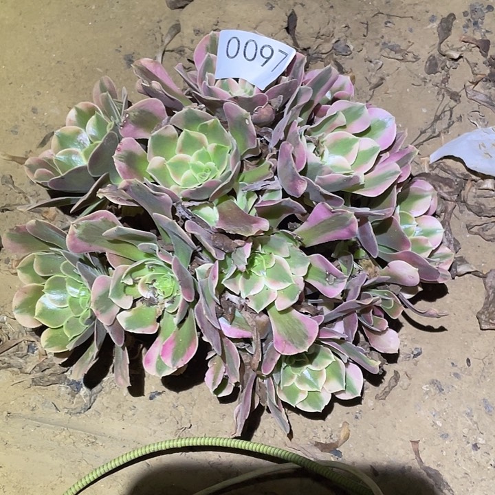 多肉植物法师97妖月