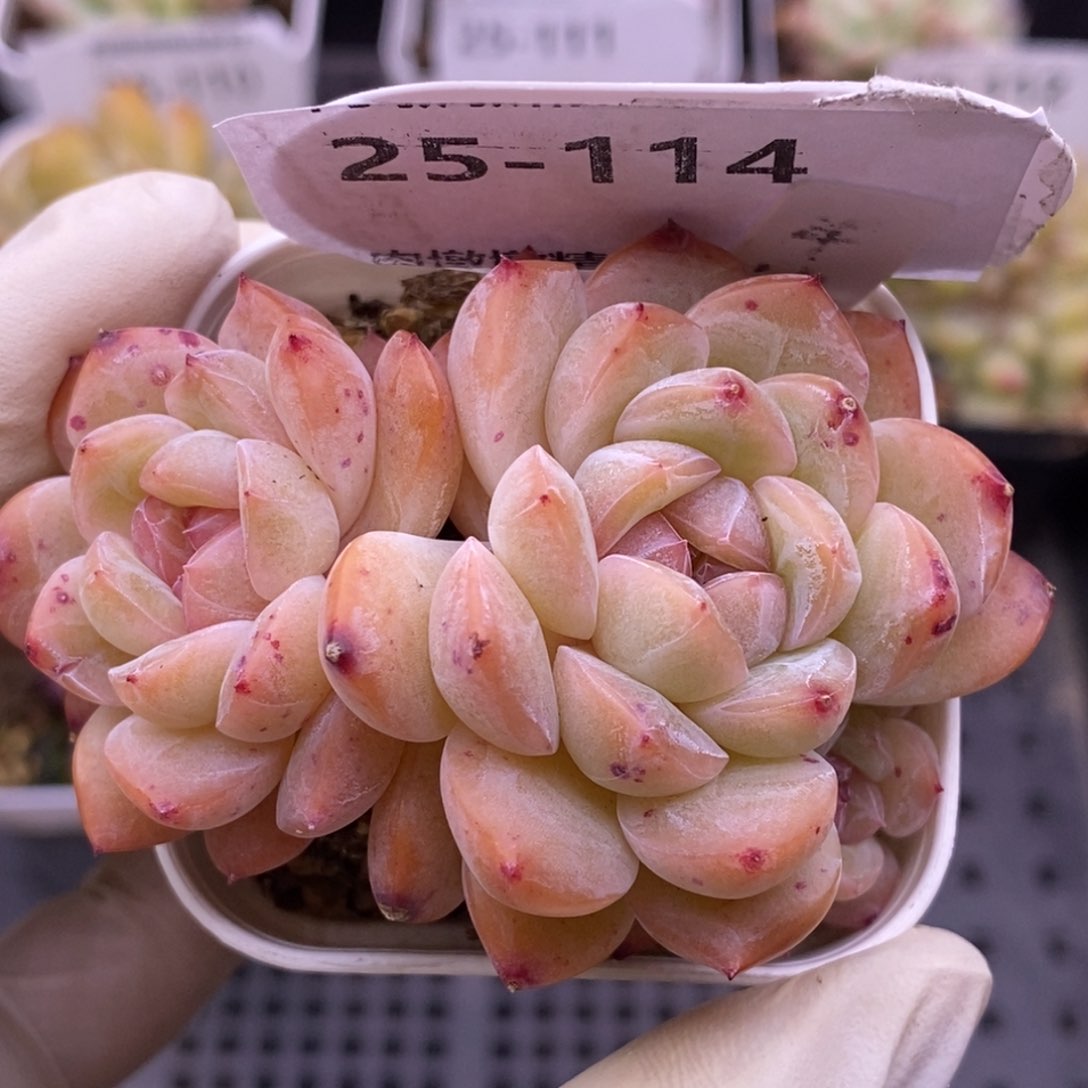 【闪购商品】25-114干冰