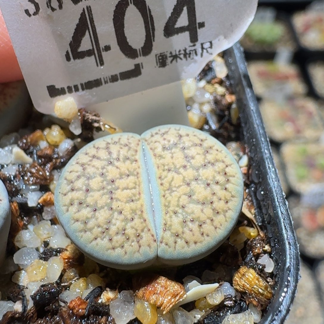 ？***Ssss精品生石花404