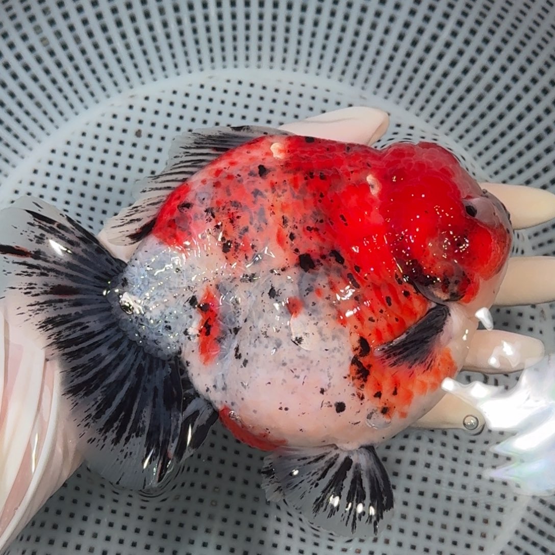 金鱼精品高货短尾将军狮