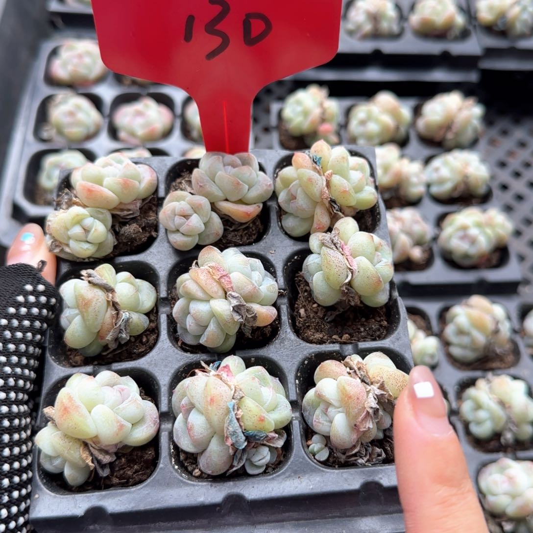 130哈哈哈哈哈哈哈哈哈