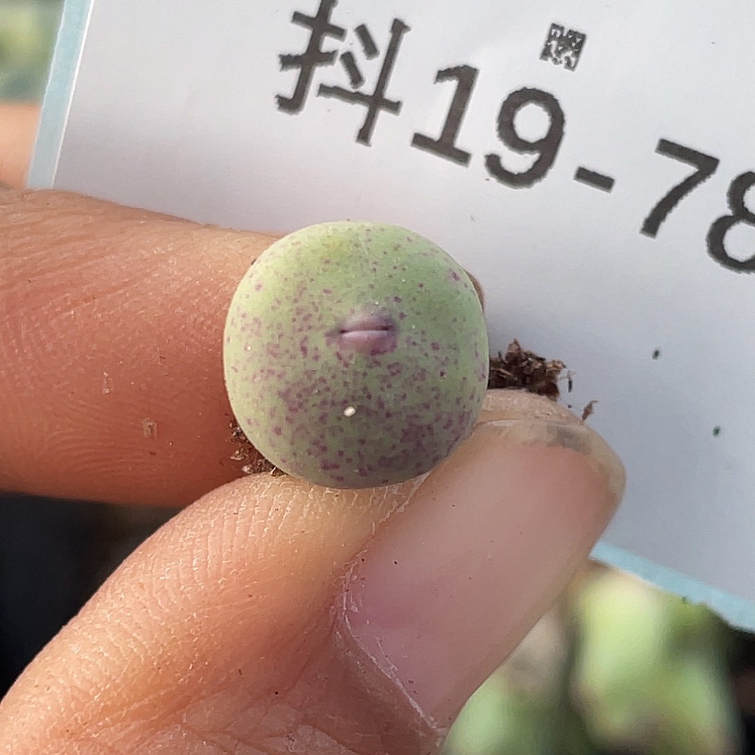 19-78紫嘴多肉植物