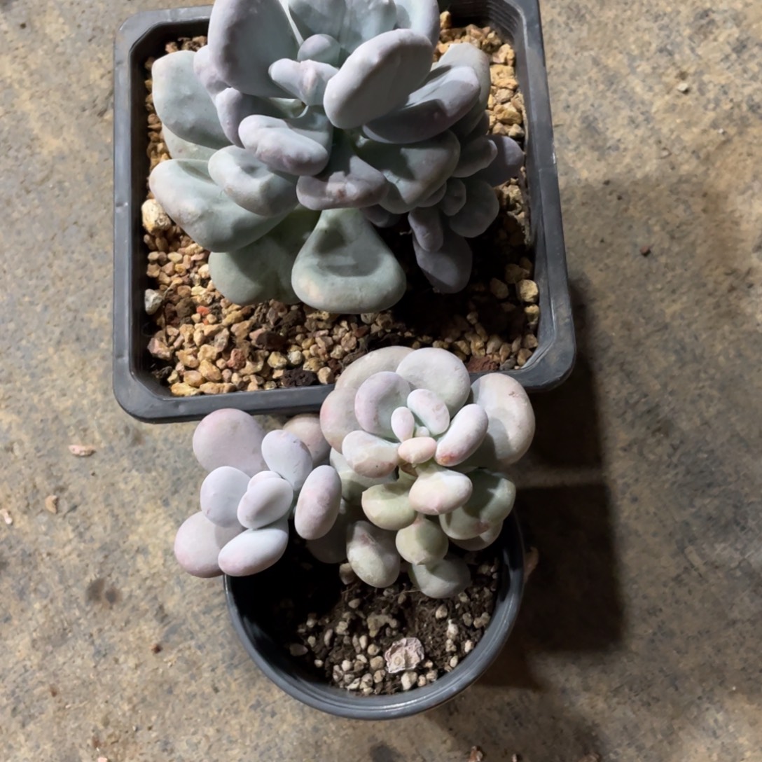 阿***德奶酪石化➕油煎丸子一物一拍