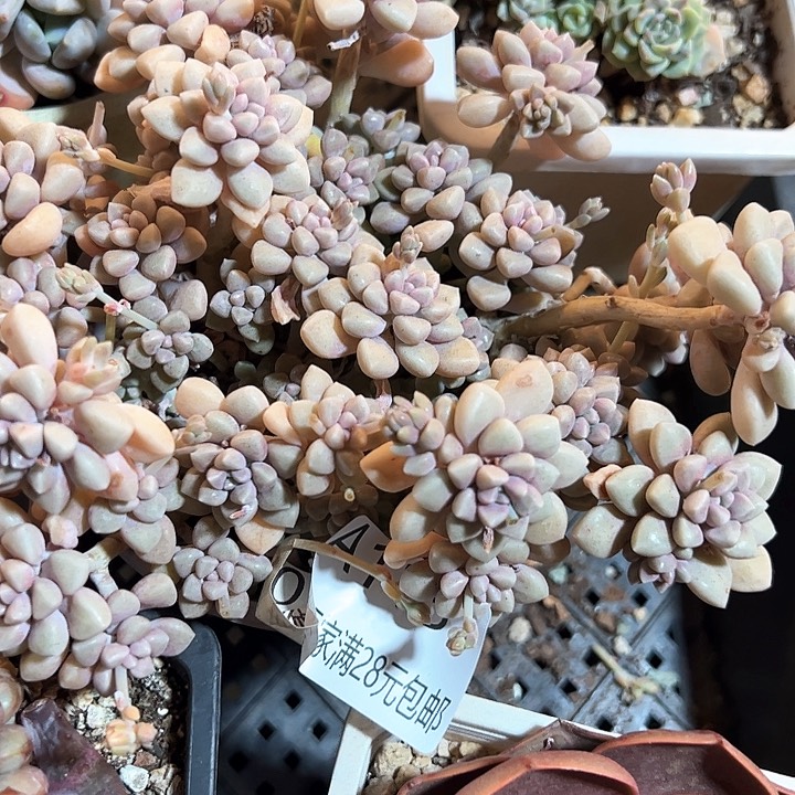 幸运的是我的朋友