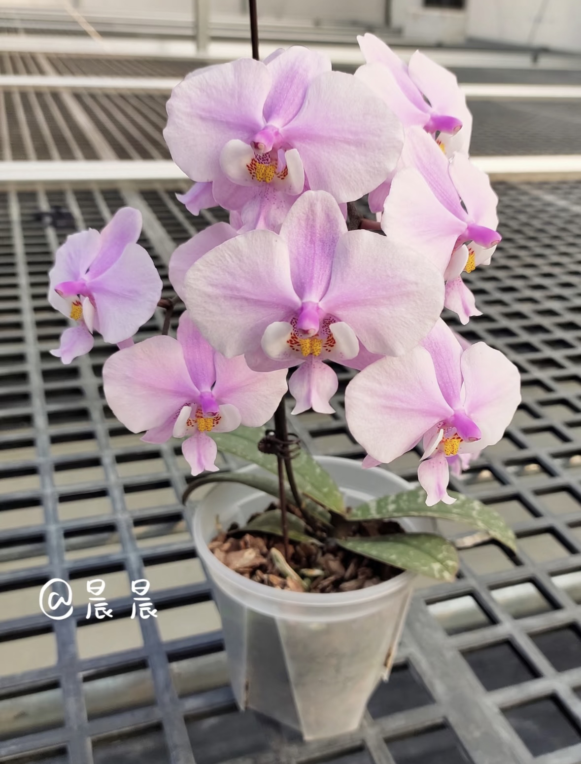 【叶损西雷利】蝴蝶兰虎斑西雷利