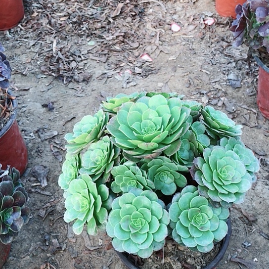 兰***兰万圣节法师多肉植物61