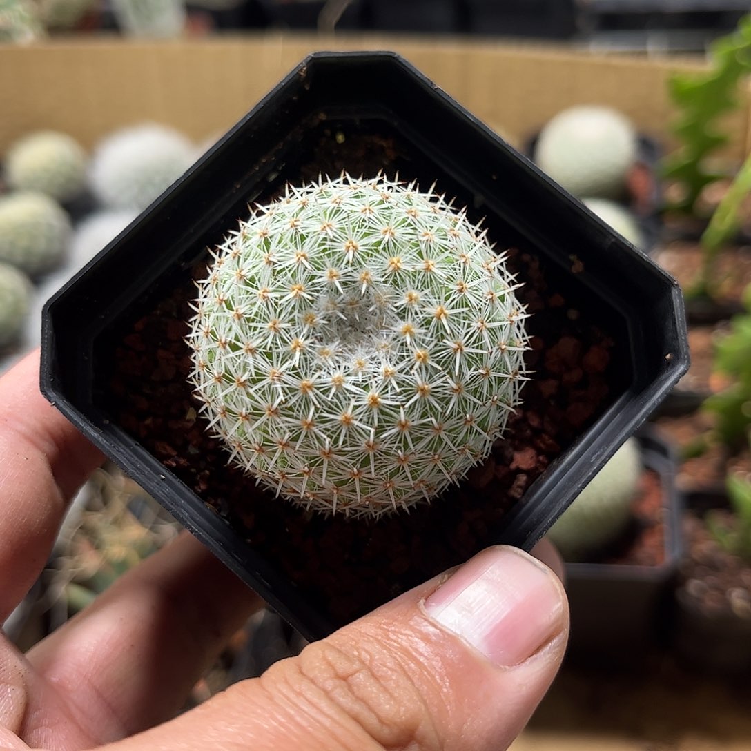 希望丸单头发货单头