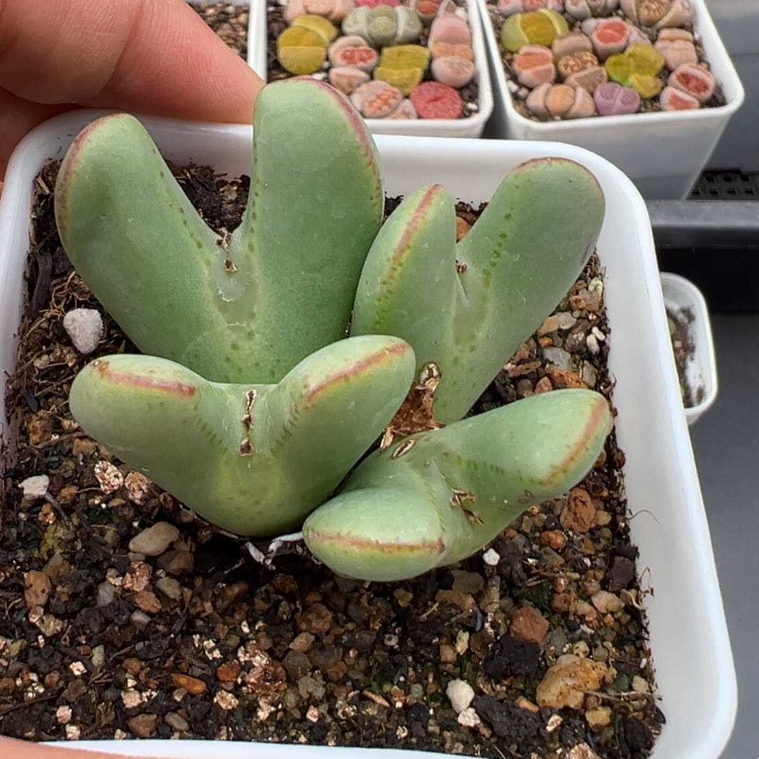 2.14好看的多肉487