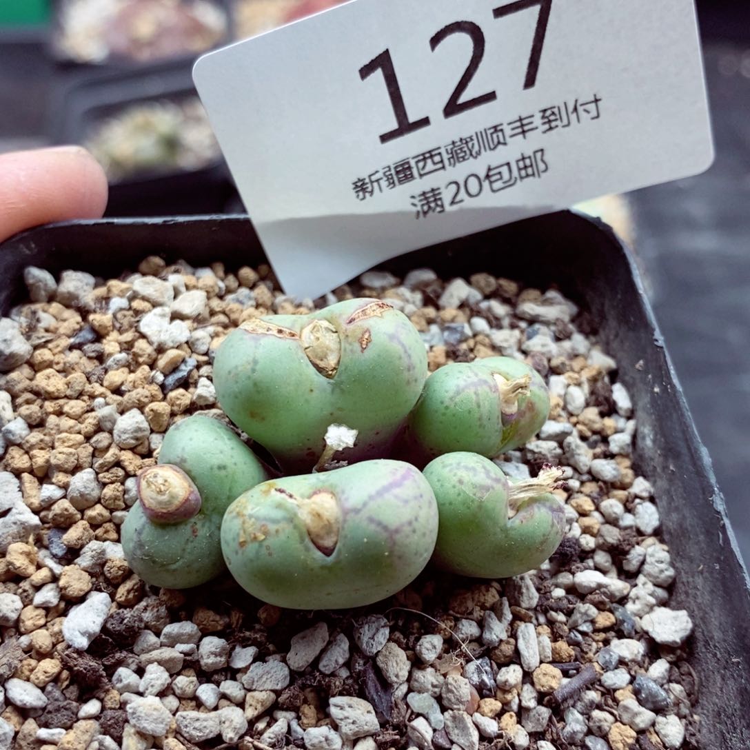 我的小姐姐们都是我127