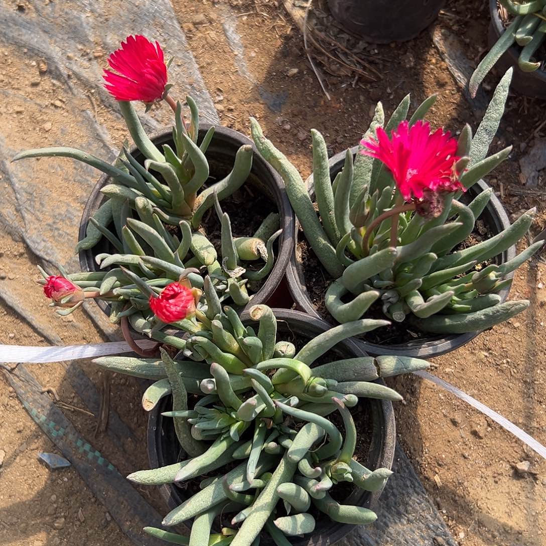 多肉植物红花奔龙