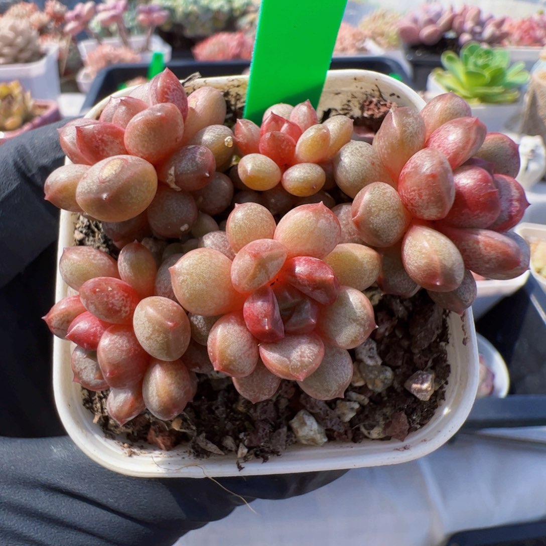7  星宝精品多肉