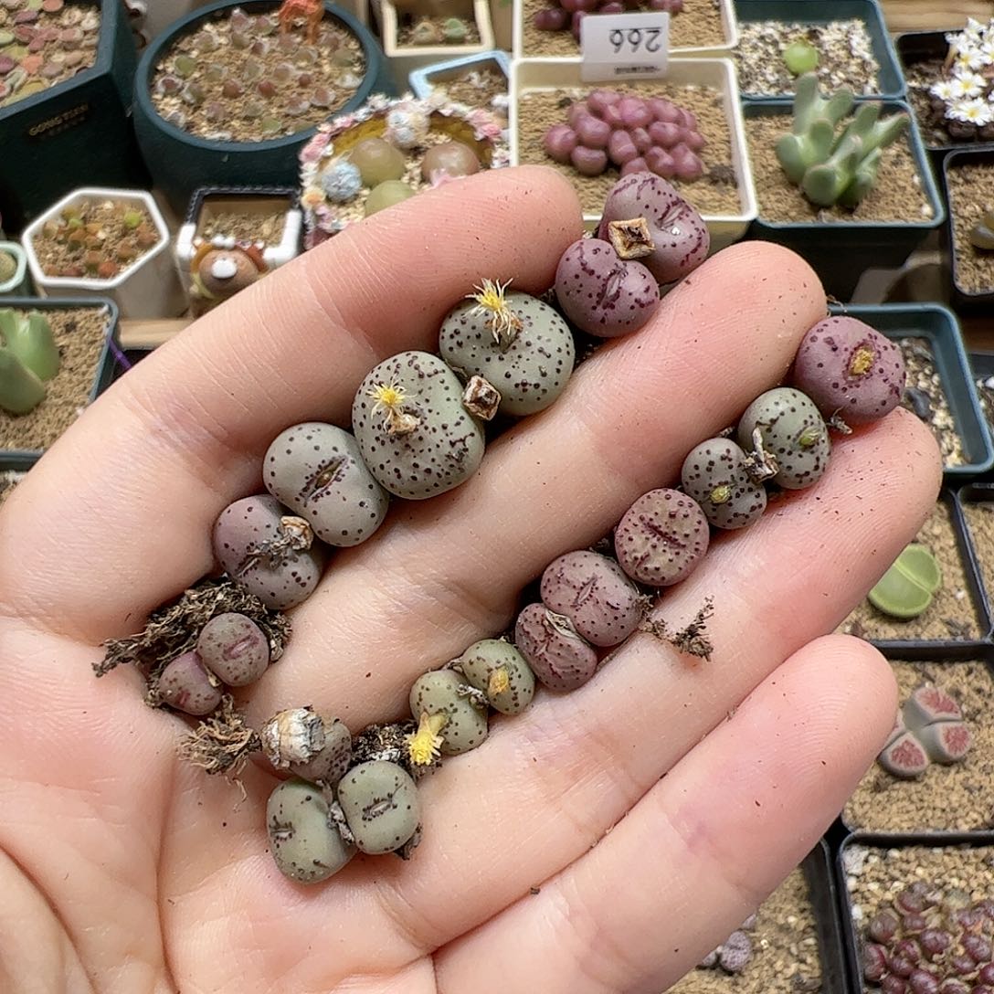 【闪购商品】344 火龙果 清盒