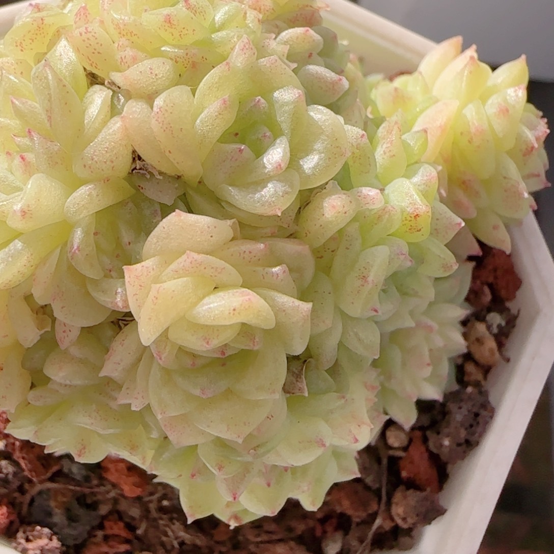 用***1花语多肉1218-277散