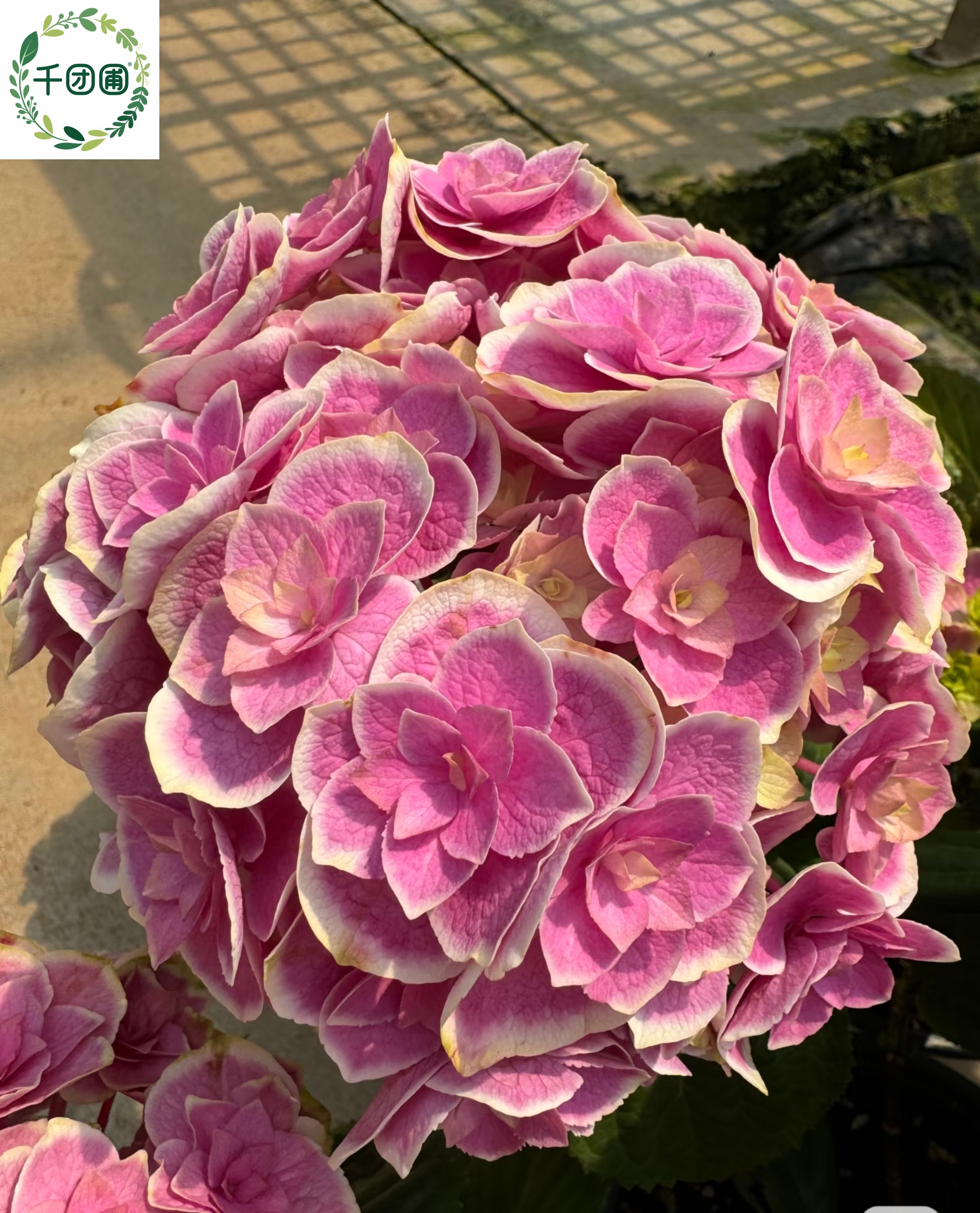 【天照】一加仑绣球花苗阳台盆栽庭院花卉植物
