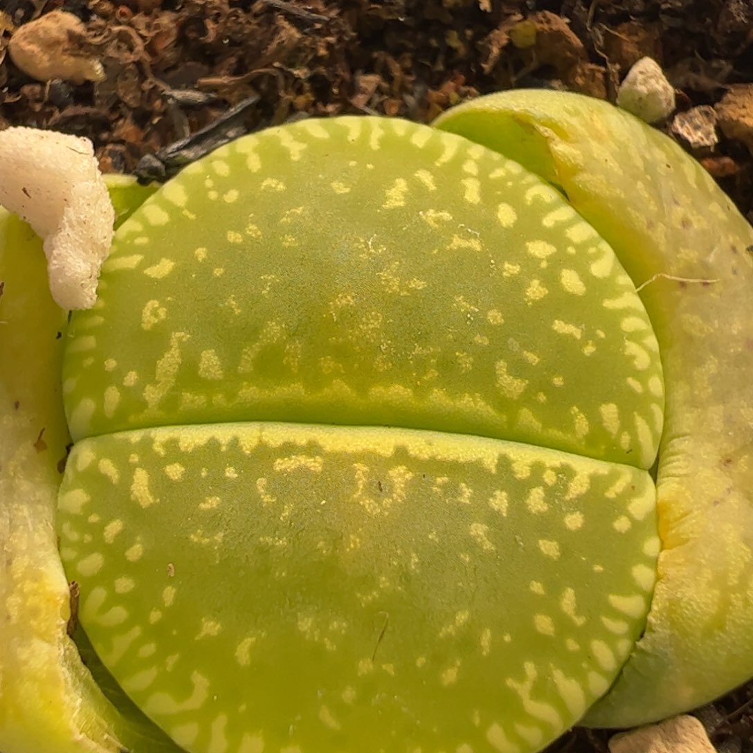 绿光阳多肉植物百科