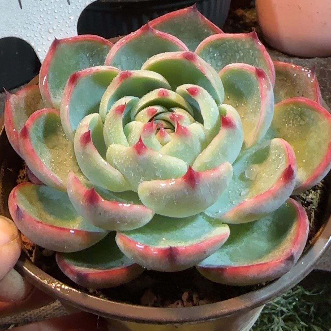 玫瑰惊鸿一物一拍包装收缩花旱119