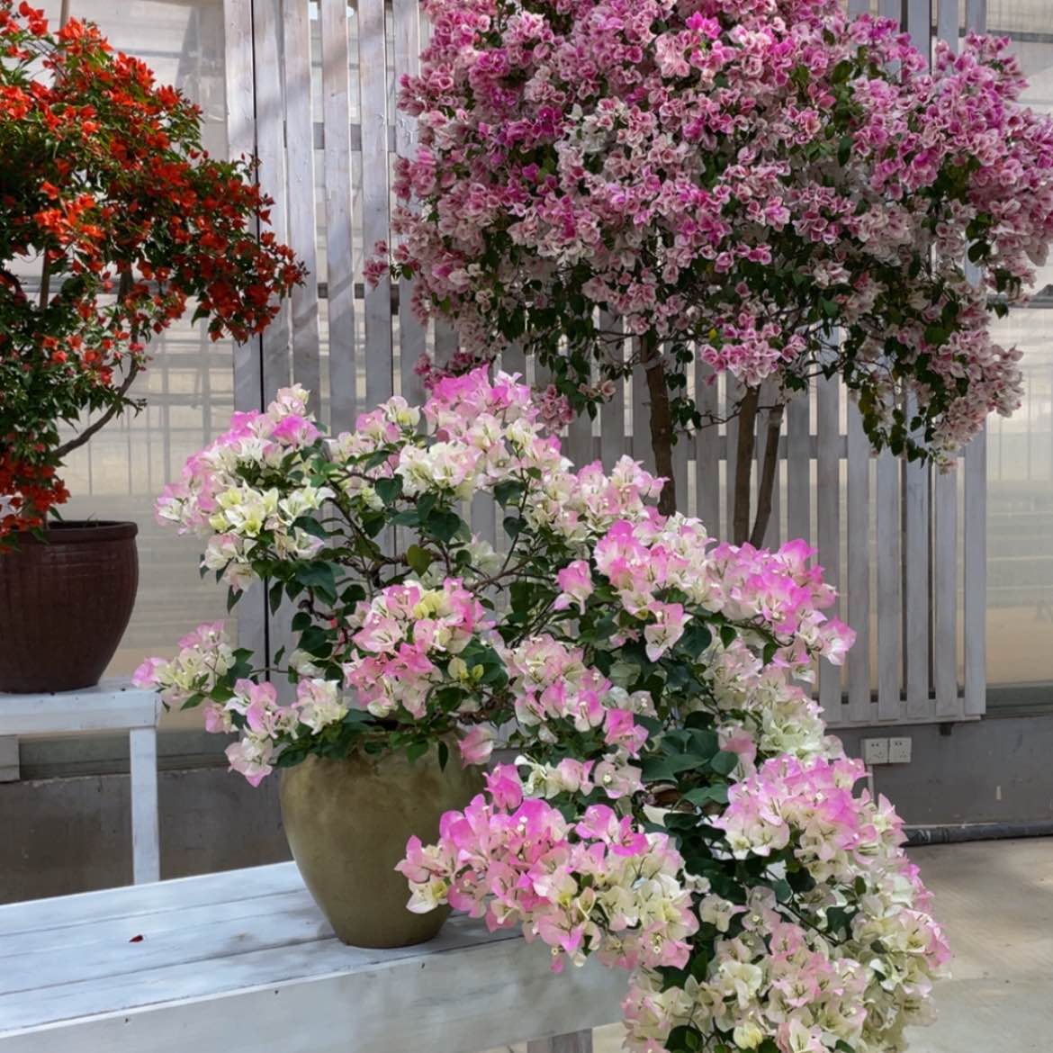 【闪购商品】大量花朵（建议范围：8朵-15朵 或40%以上）0015