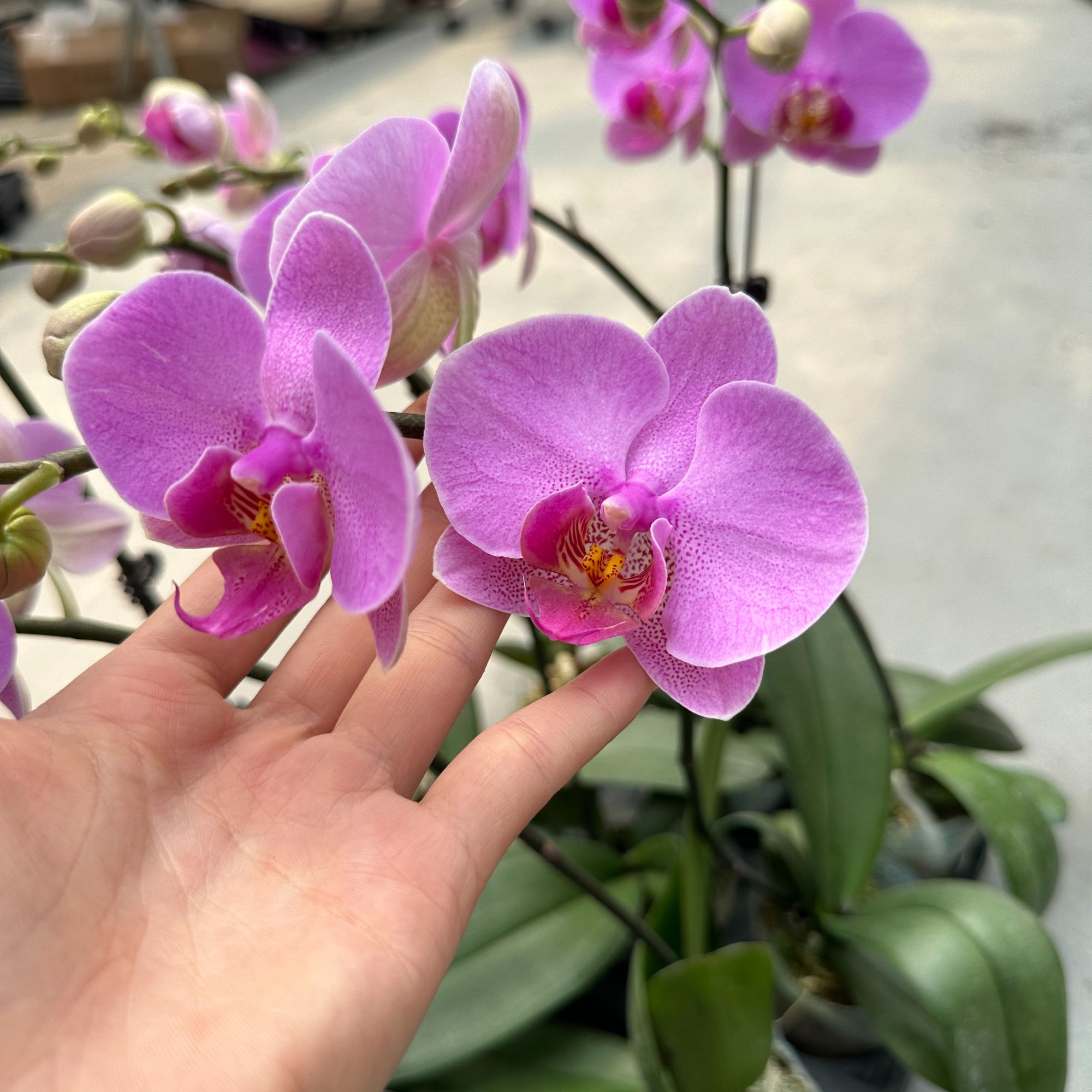 新品【明日之星】2.8寸 粉色系蝴蝶兰