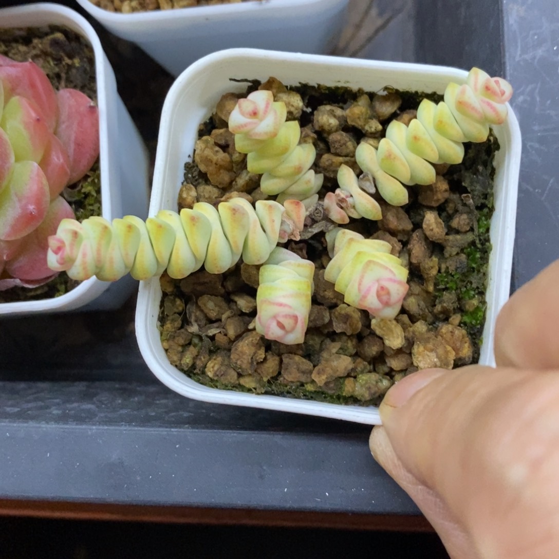 精品多肉一物一拍不包整166