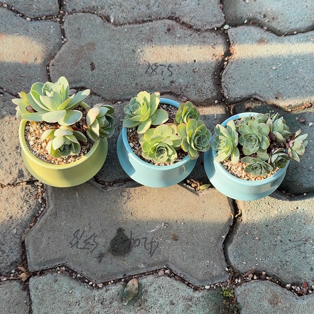 山地玫瑰带盆多肉植物