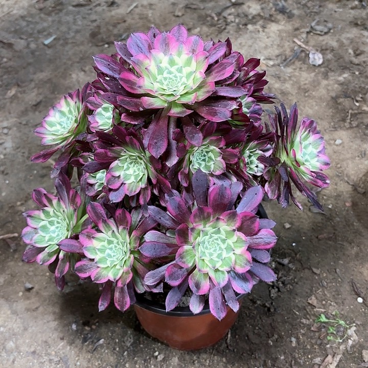 多肉植物法师天合67