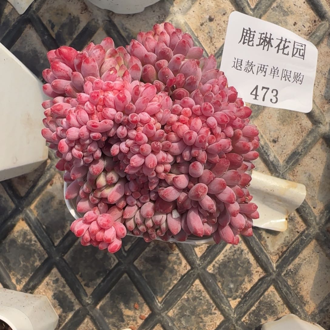 多肉很小看清楚下单拒绝非品质售后473