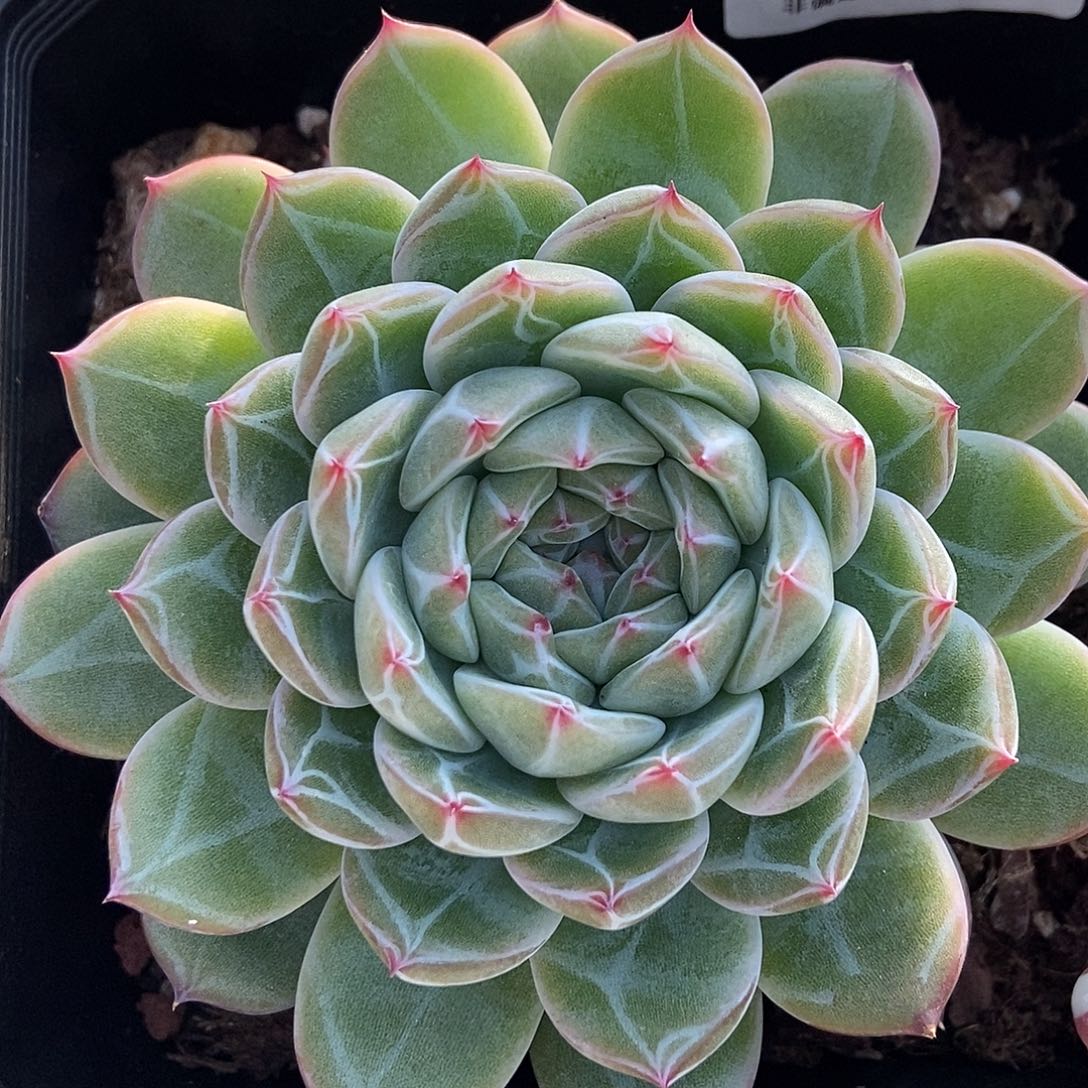 金泰家多肉，439雪花珍妮