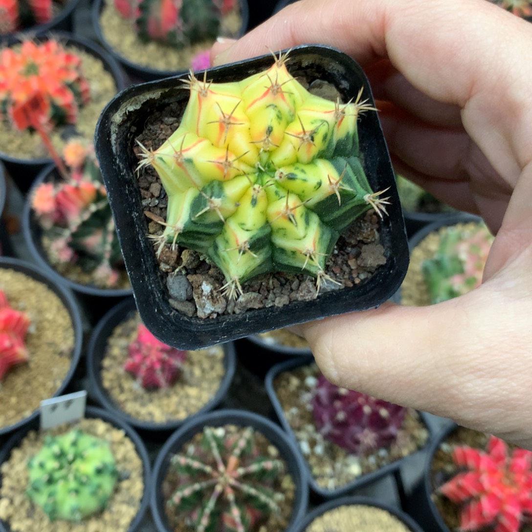 仙人球米哈牡丹锦12