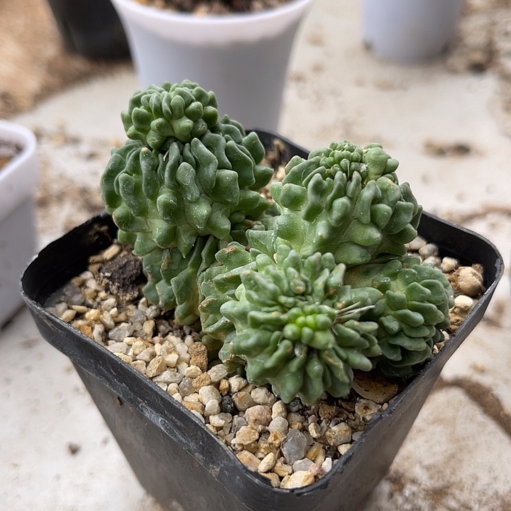无花朵蝌蚪丸一物一拍