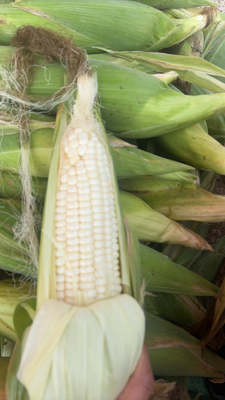 云南燕窝雪糯玉米新鲜现摘玉米