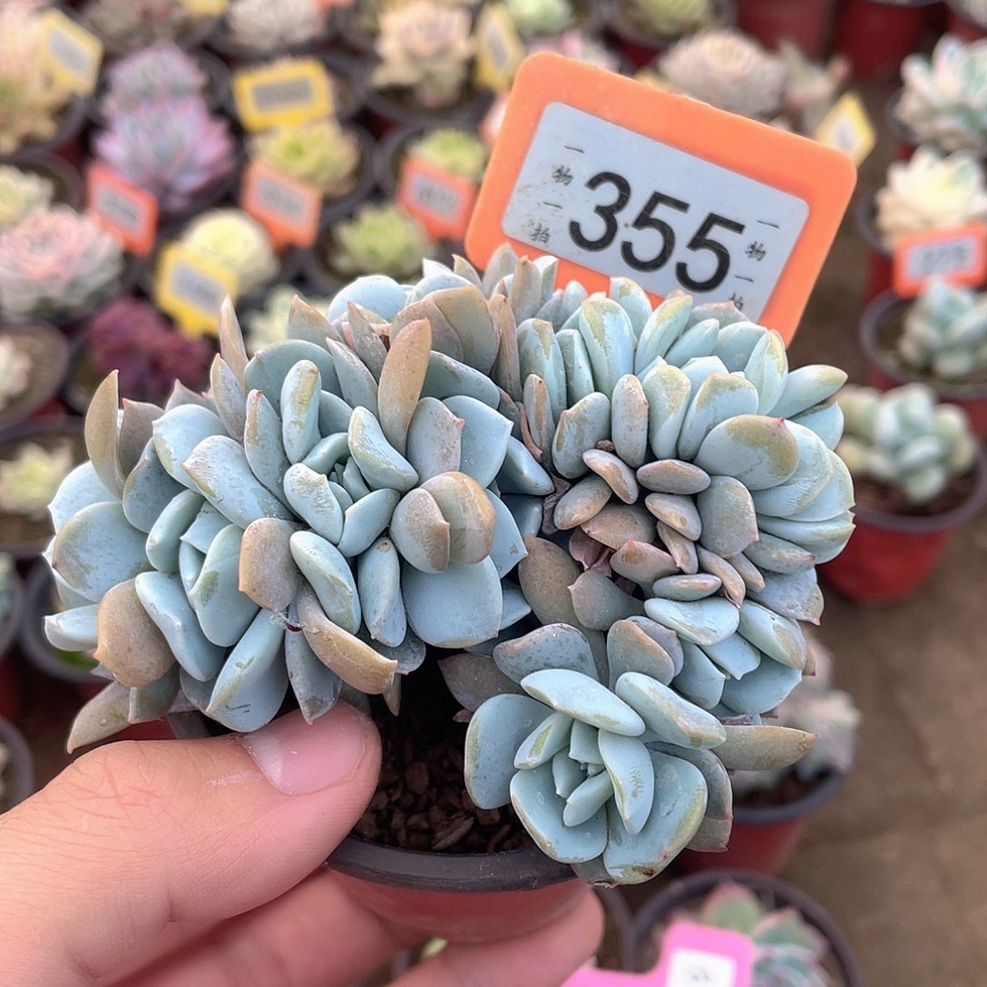 我****355号多肉植物盆栽
