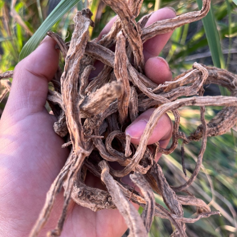 【园现収山货】缅-野-党-参-食用农产品可搭西阳参