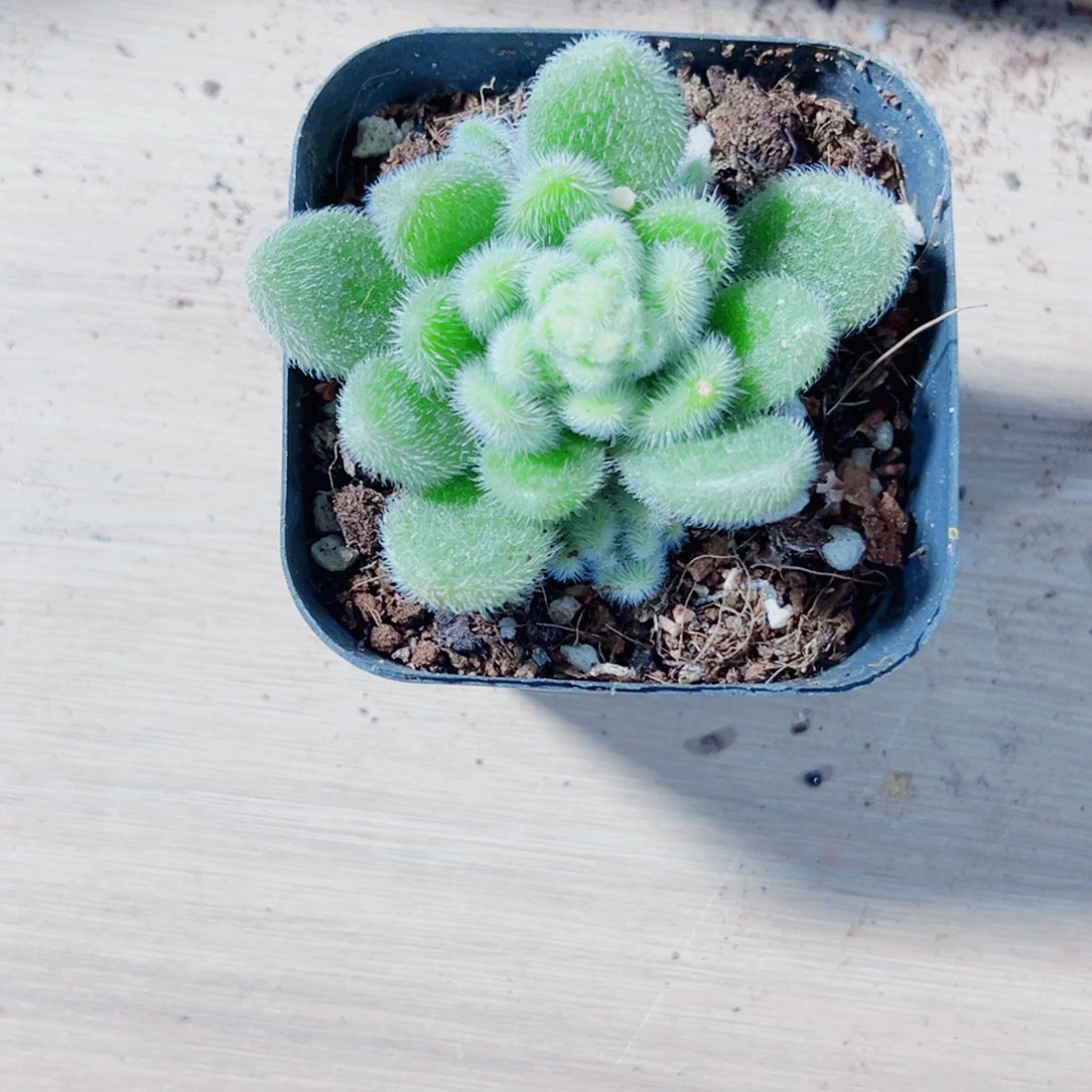 胡***嘚漂亮肉肉多肉植物6666