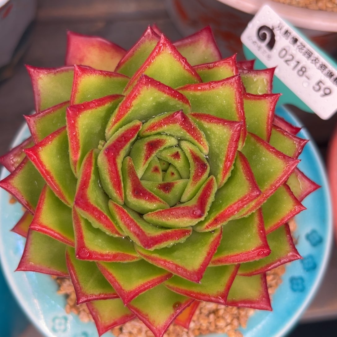 多肉一物一拍0218-59