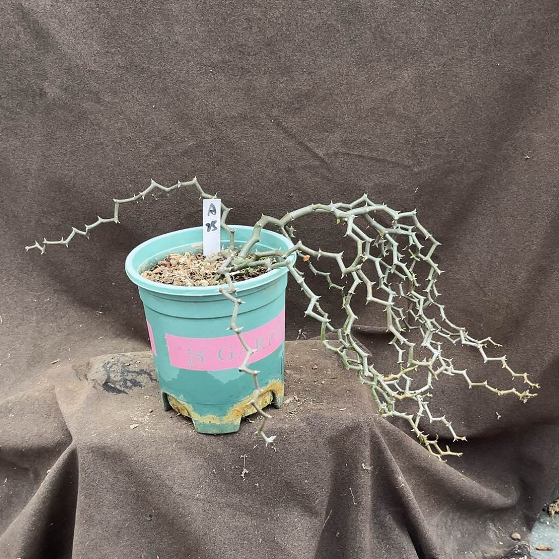 汤圆植物A25弯曲龙原价158