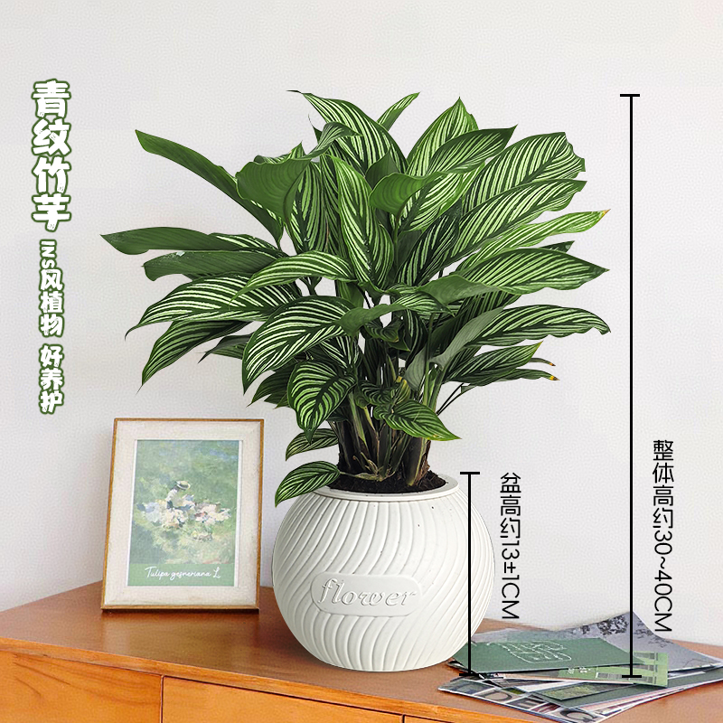 【青纹竹芋】室内好养护办公桌面绿植彩色美观鲜活植物