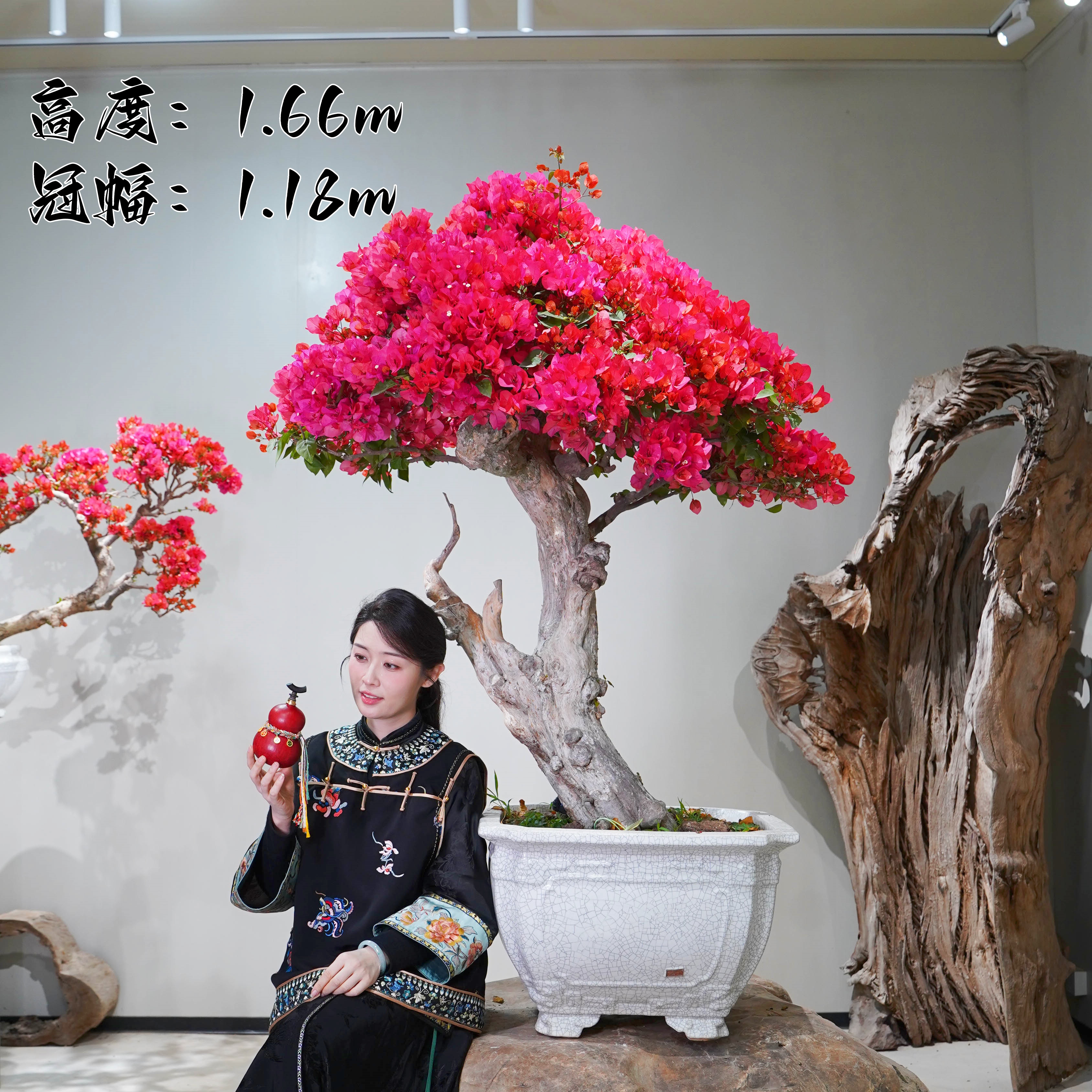 精品三角梅同安红造型盆景客厅阳台庭院盆景勤花高端老桩四季开花