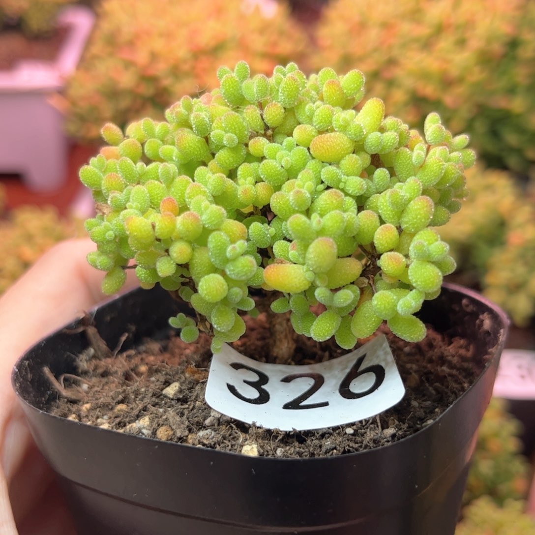 326金桔可爱多肉植物