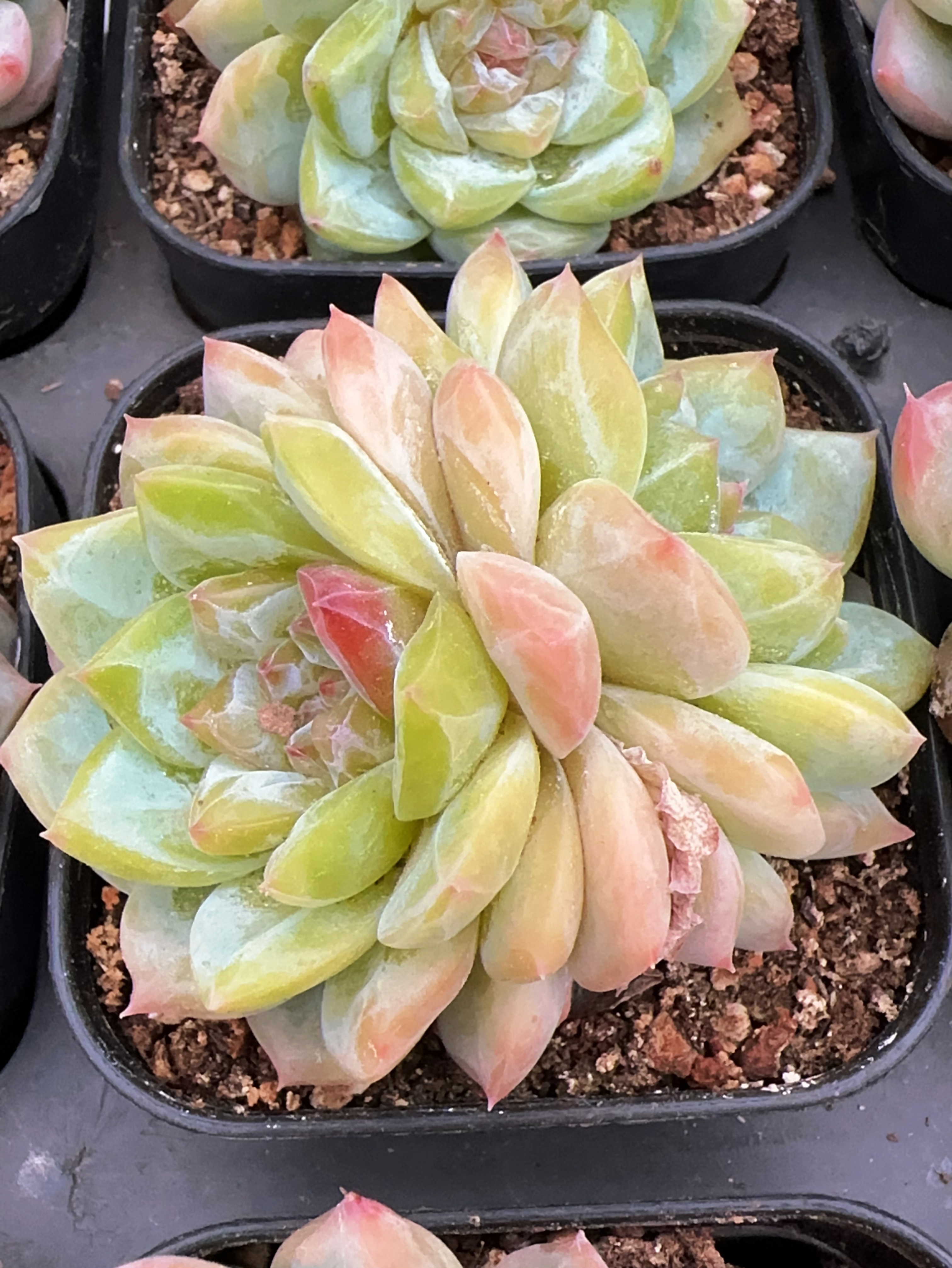 双头蜜桃啵啵多肉（5-8cm）脱土