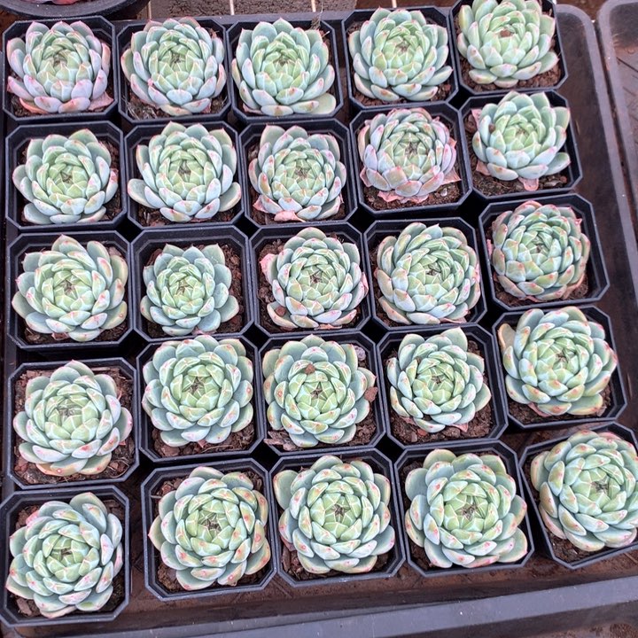 带盆土雪花珍妮两单包邮