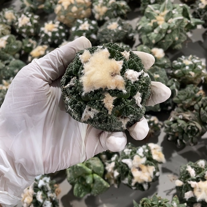 自根辛顿哥斯拉杂特价不退换