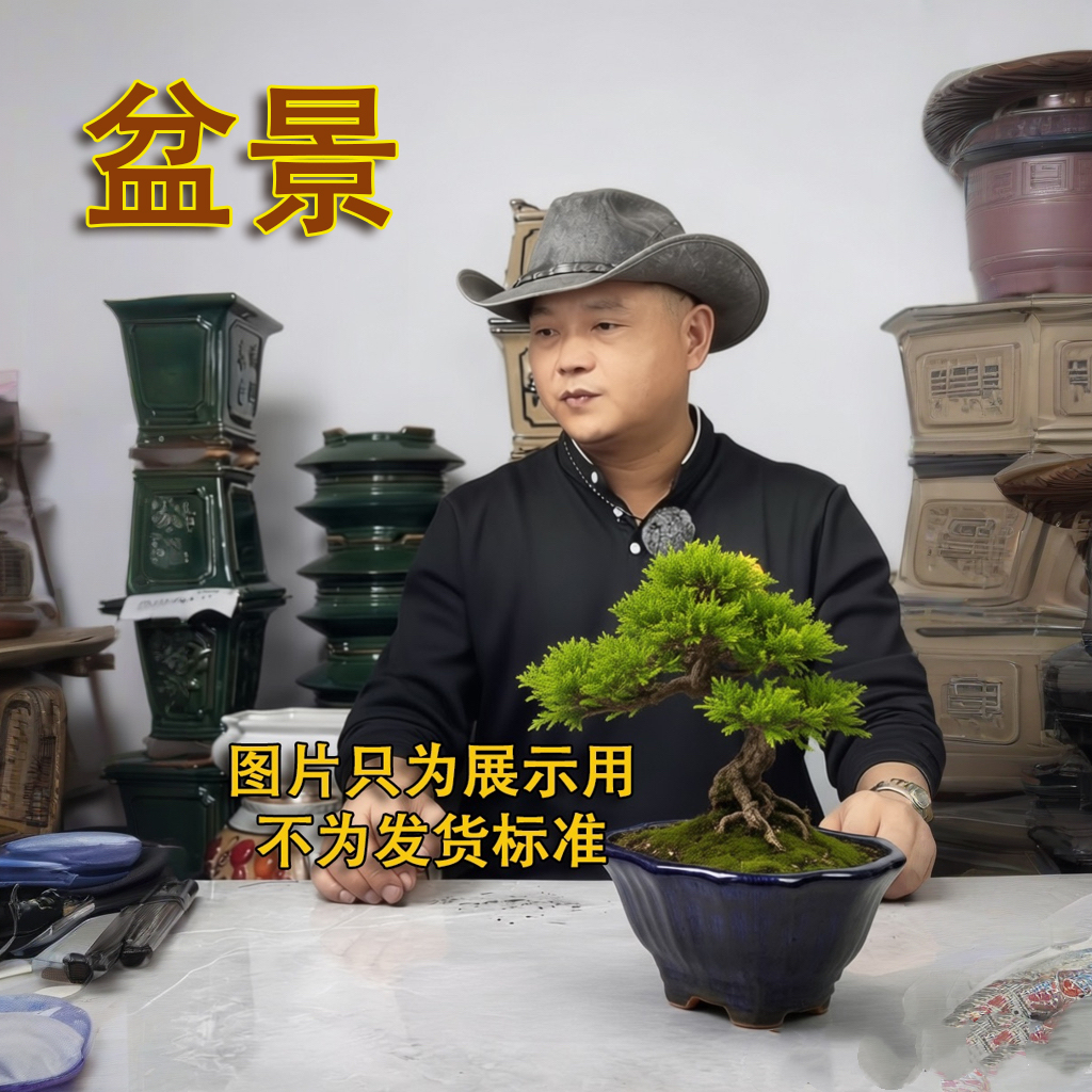 【200-1500】直播间一物一拍精品盆景链接，私拍随机发货