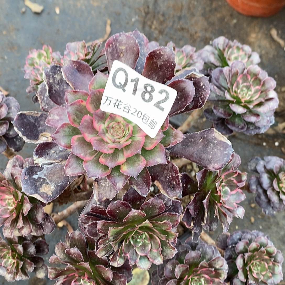 182黑金刚多肉植物有瑕疵