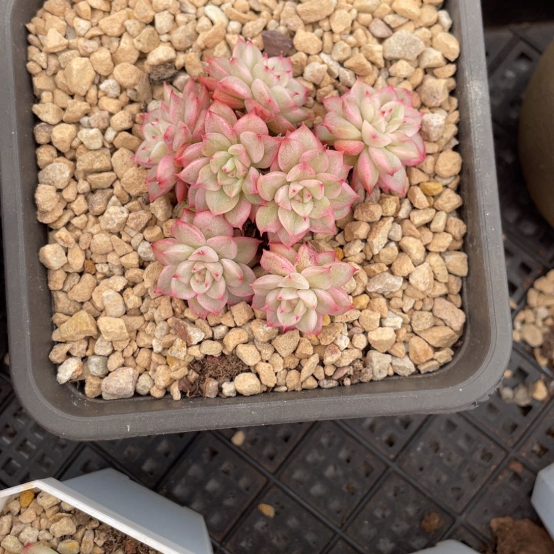 东云锦趴地小脸群生