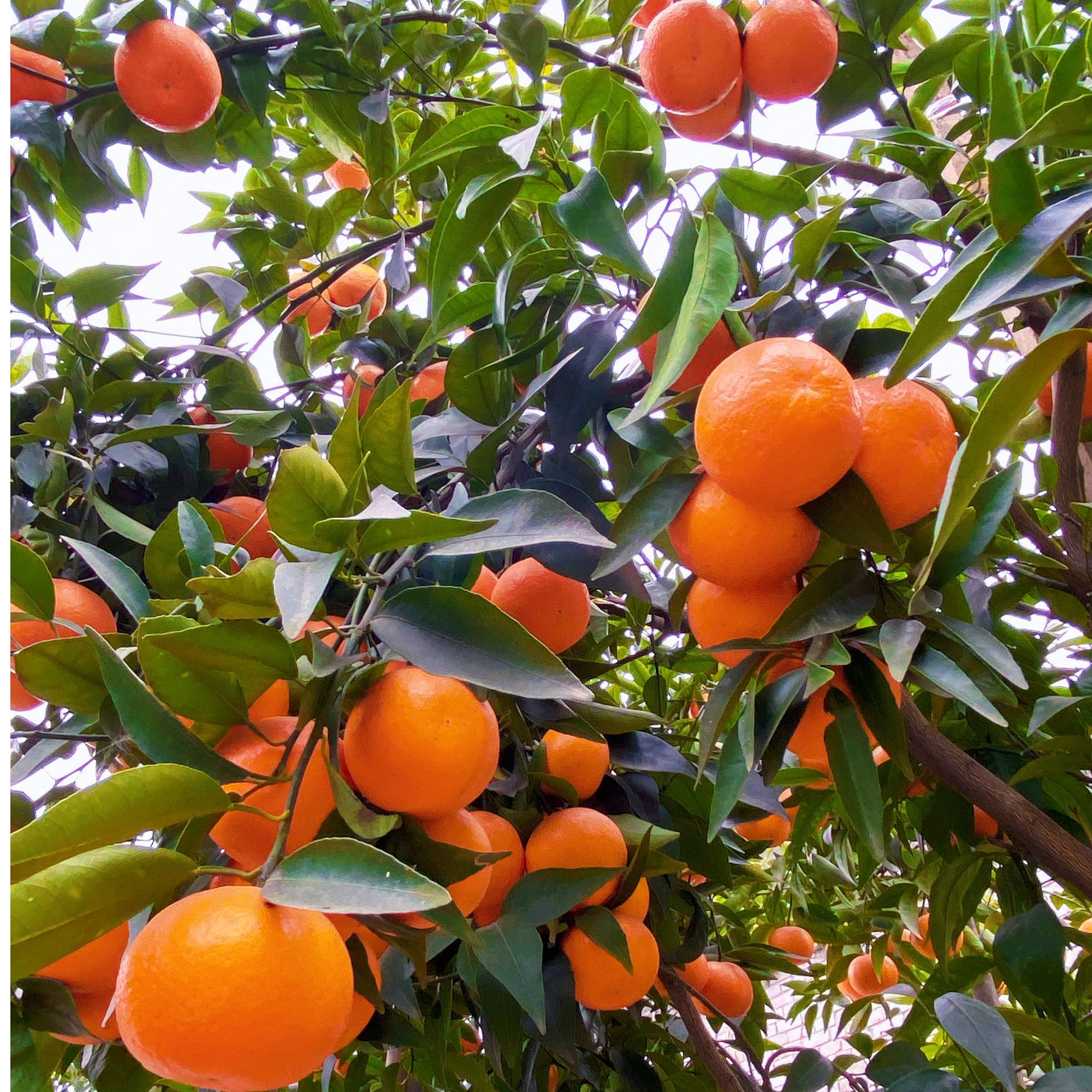 四川沃柑甜柔低酸爽口5斤装现摘现发