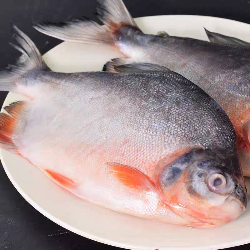 超大速冻大鲳鱼 2斤/条红鲳鱼肉厚刺少营养鲜美