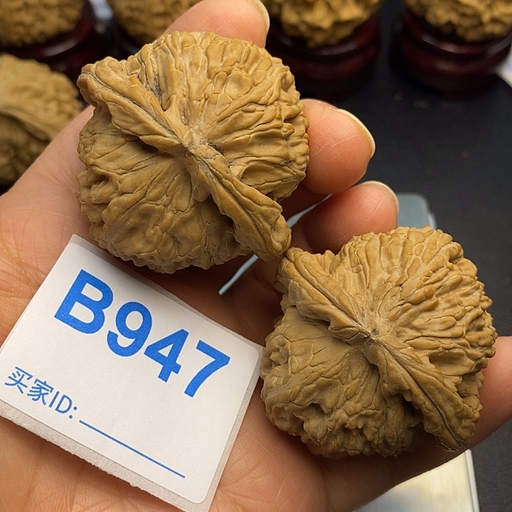 核桃白狮子4.7，000000